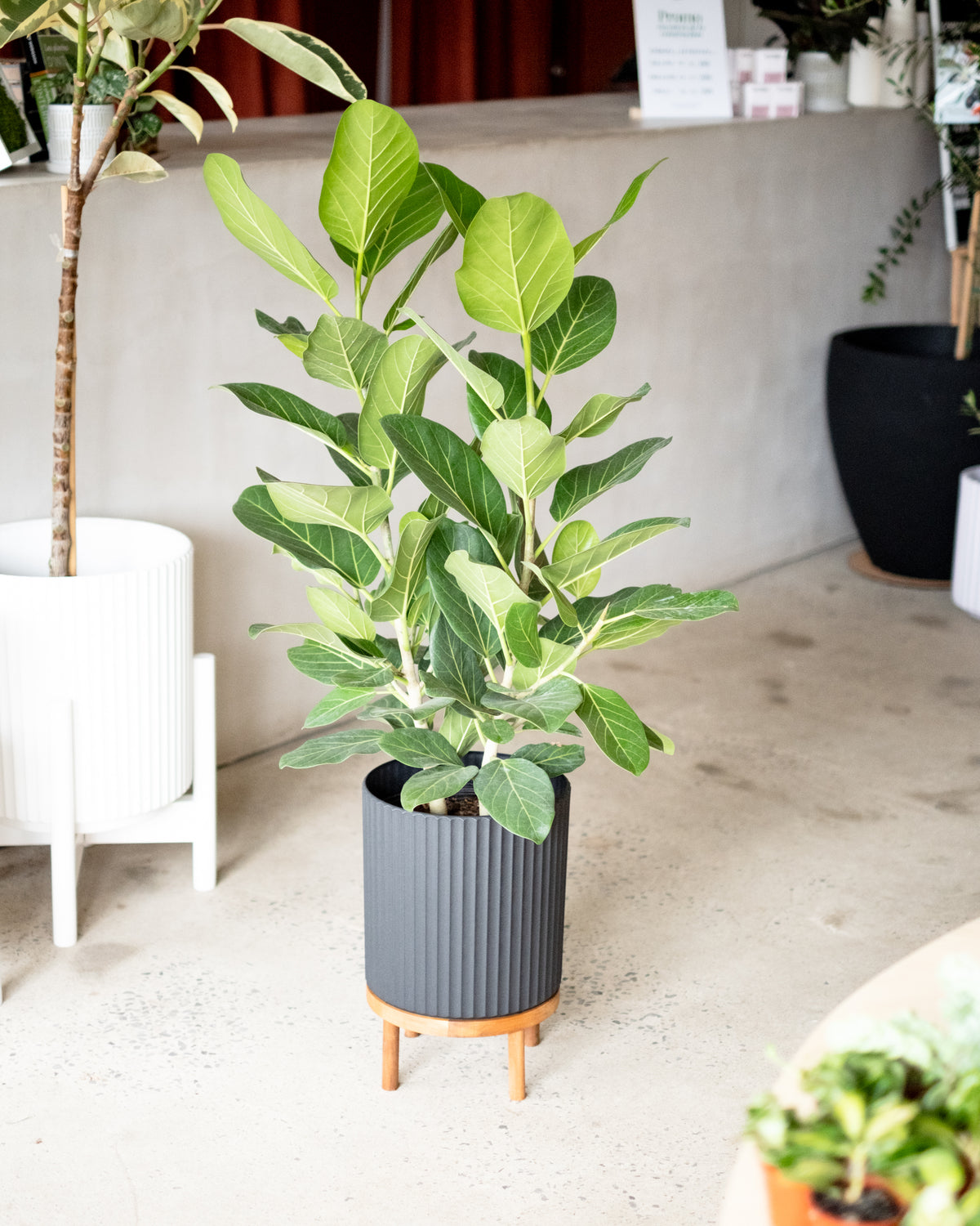 Ficus benghalensis « Audrey »