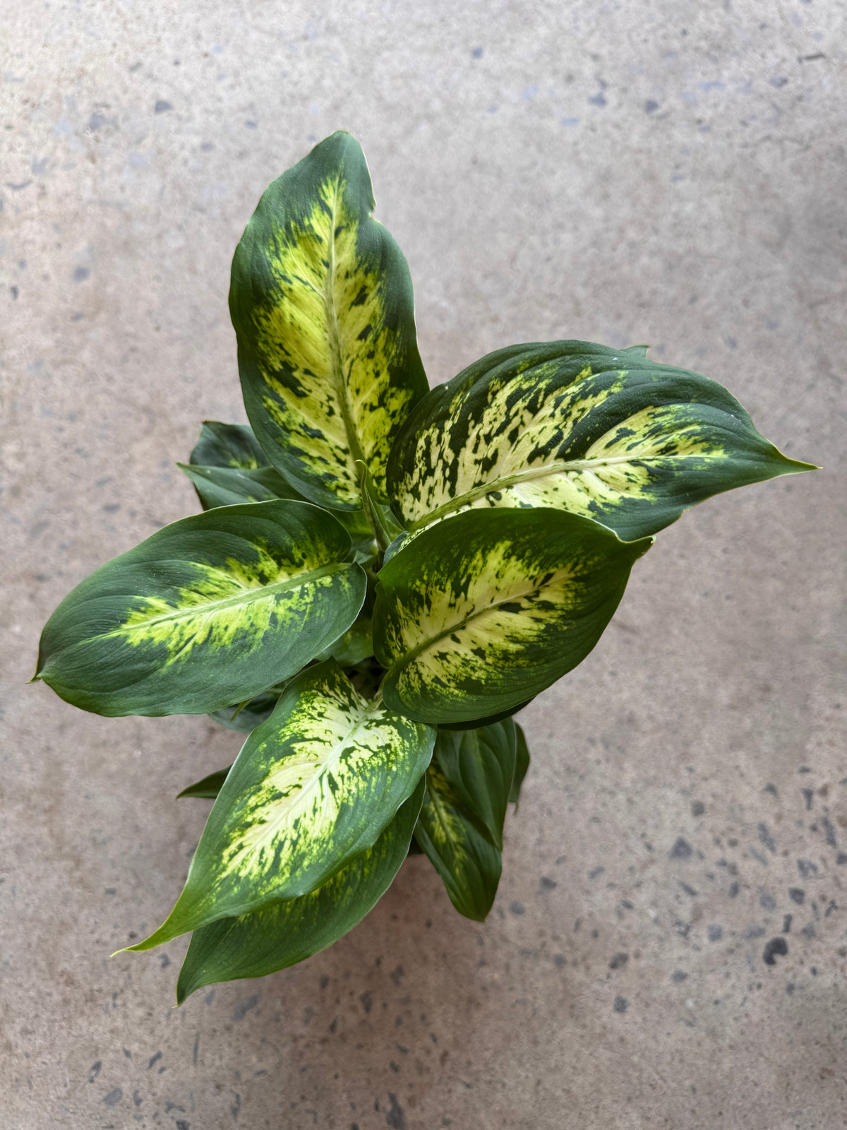 Dieffenbachia seguine « Sublime »