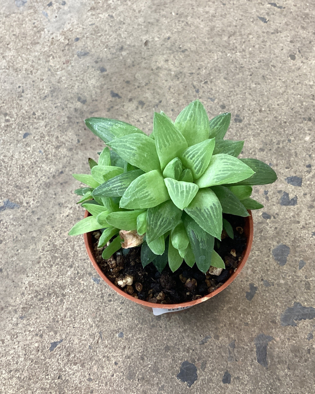 Haworthia turgida