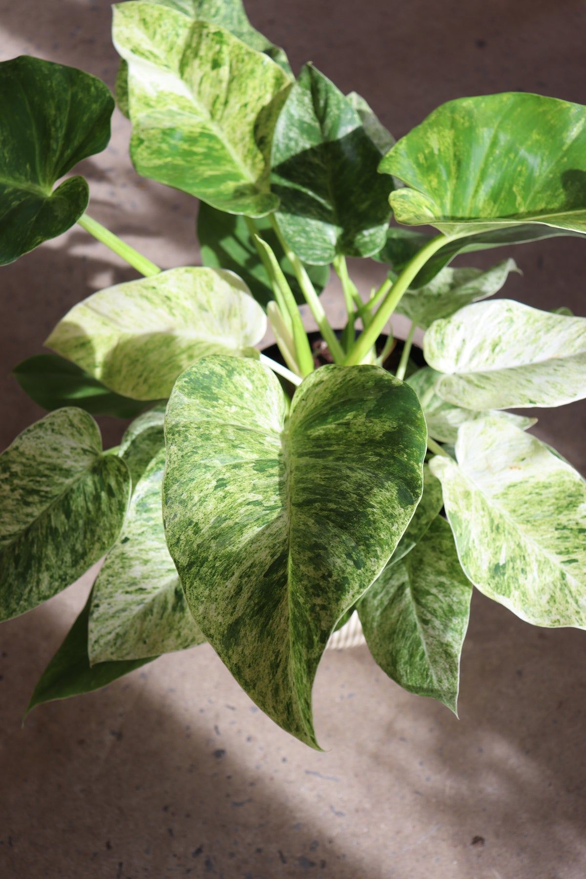 Philodendron giganteum « Blizzard »