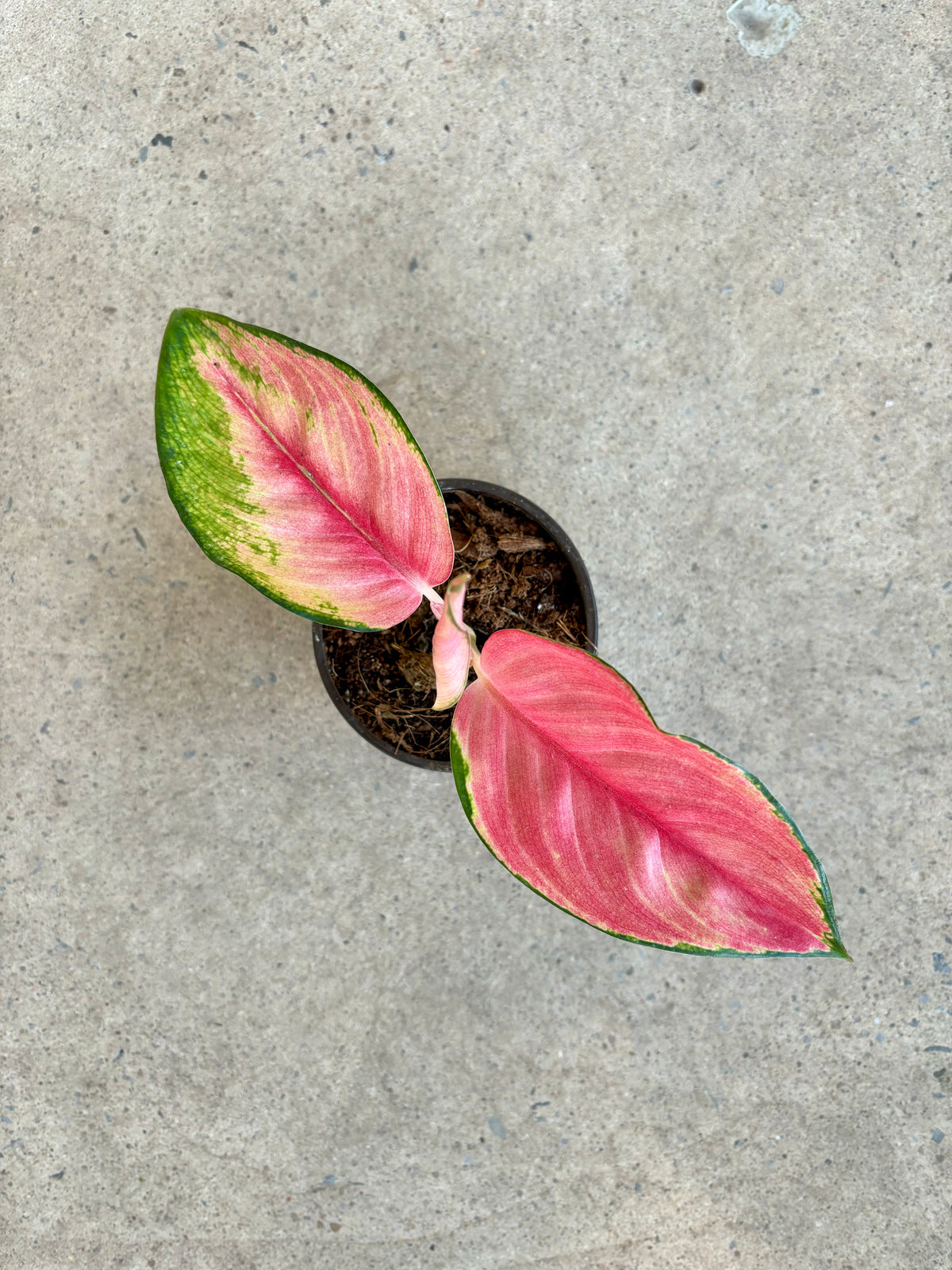 Aglaonema « Red King »