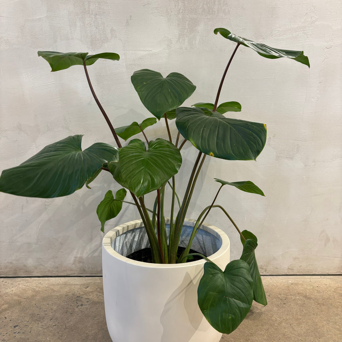 Homalomena Red Stem