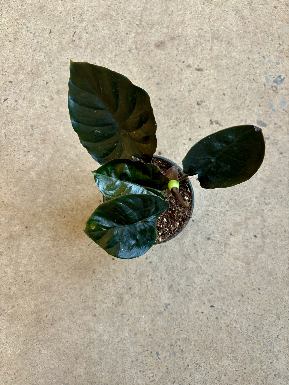 Alocasia Infernalis