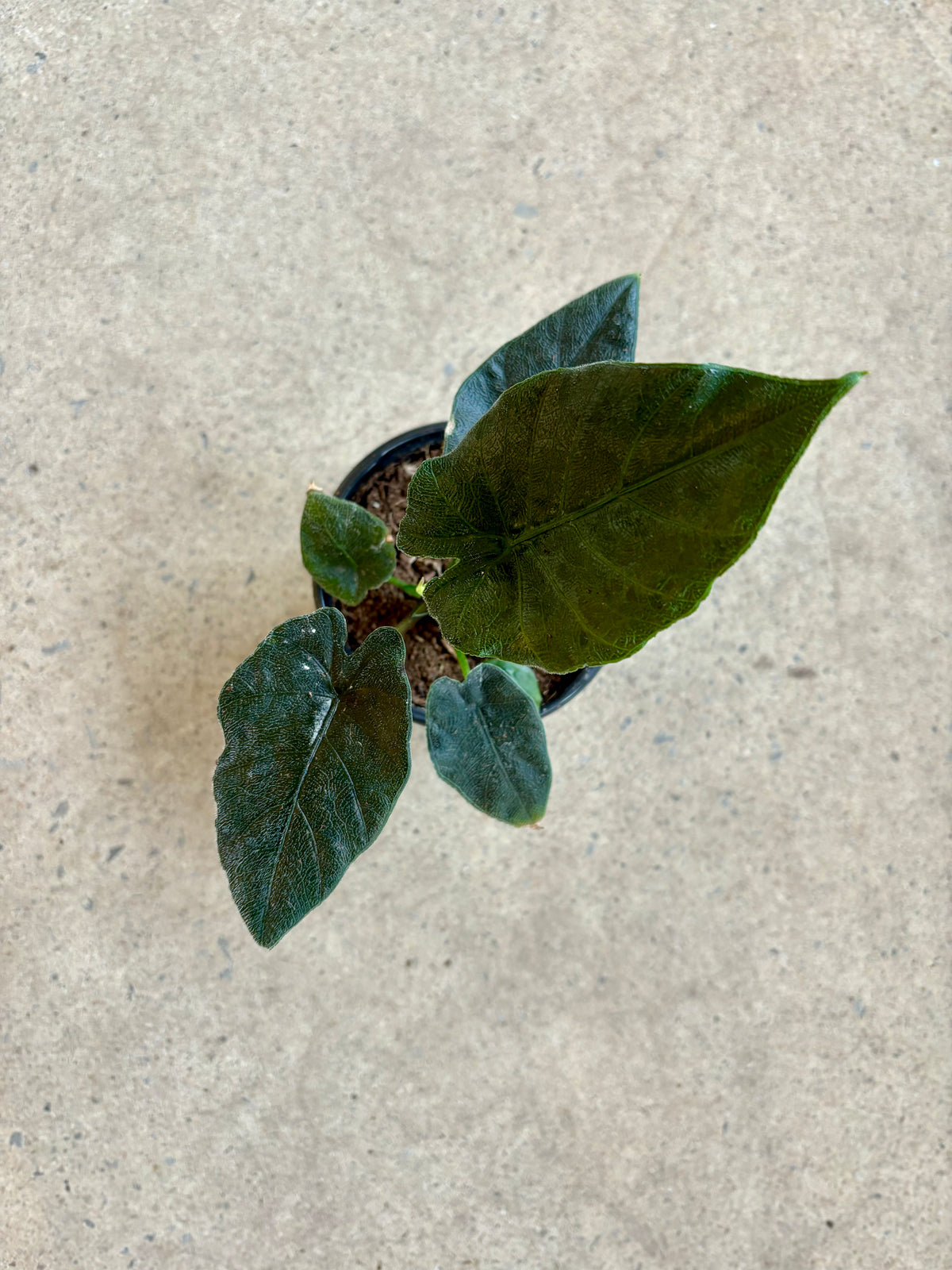 Alocasia Antoro Velvet