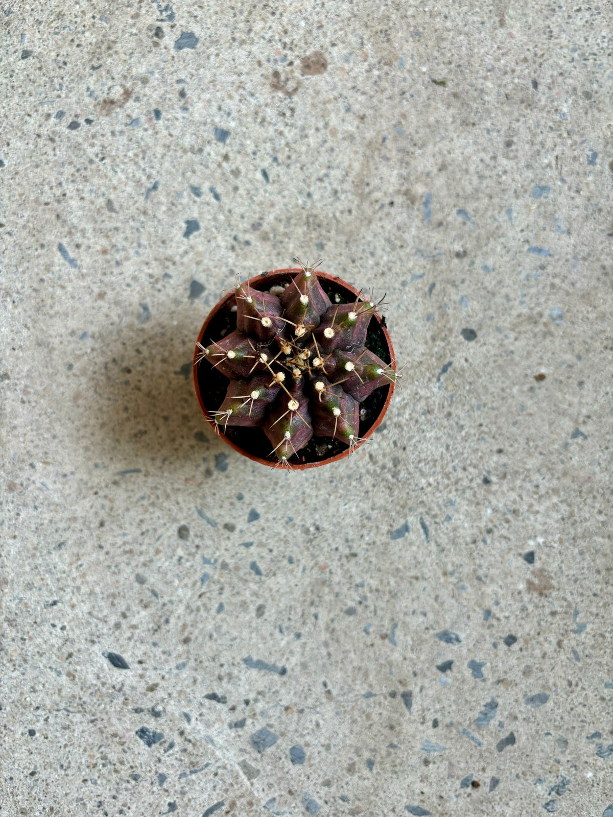 Gymnocalycium mihanovichii ‘T-rex’