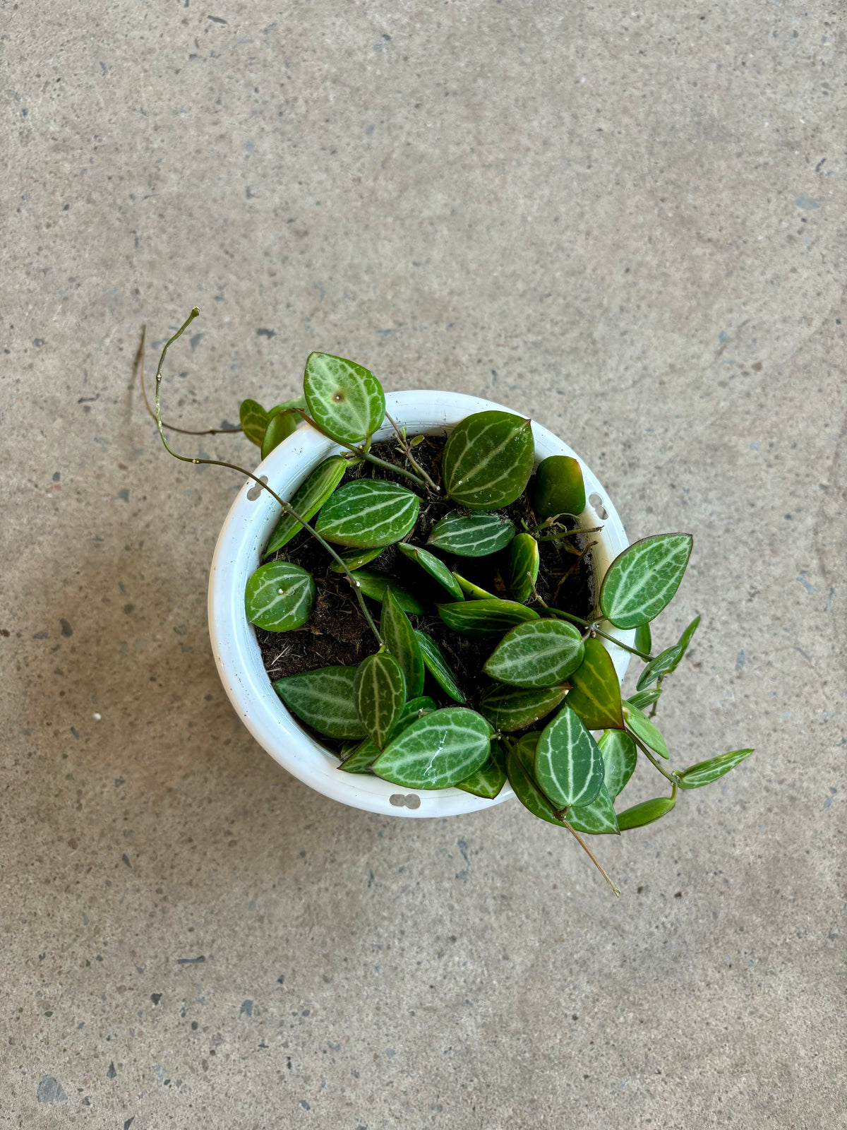Dischidia Ovata