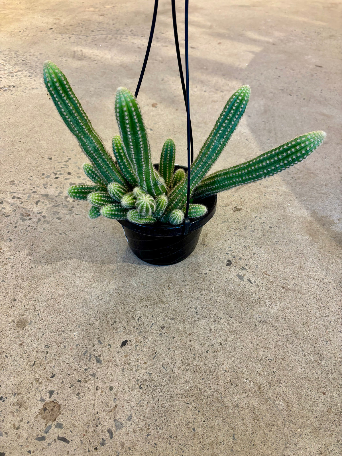 Chamaecereus Silvestrii