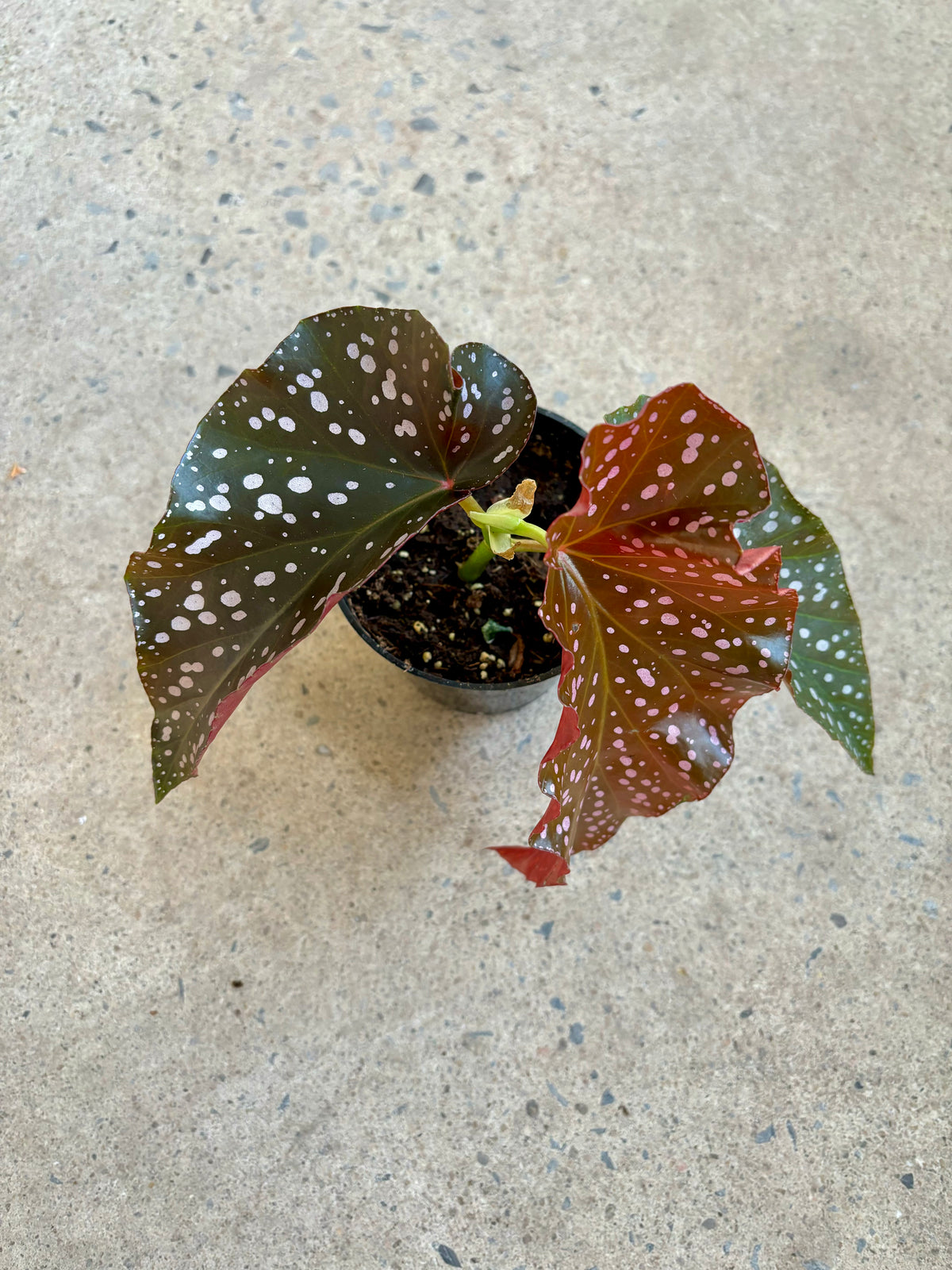 Begonia Cracklin Rosie