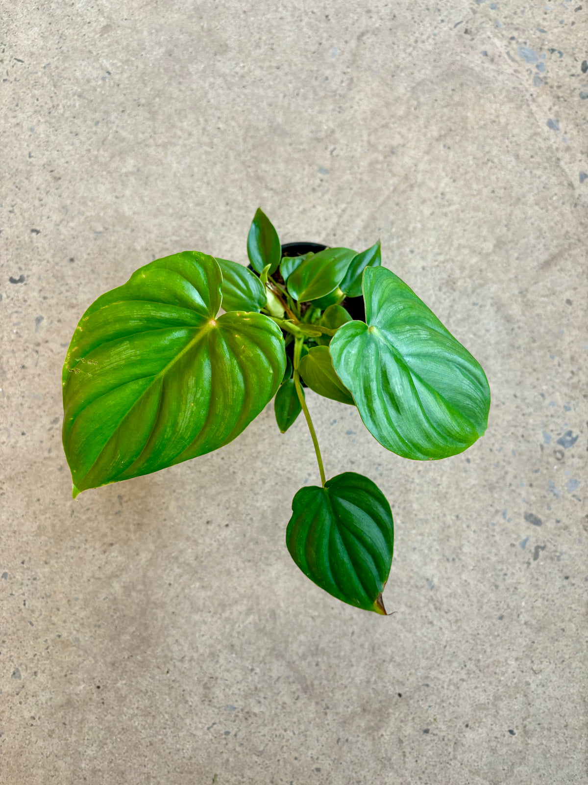 Philodendron Pellatum