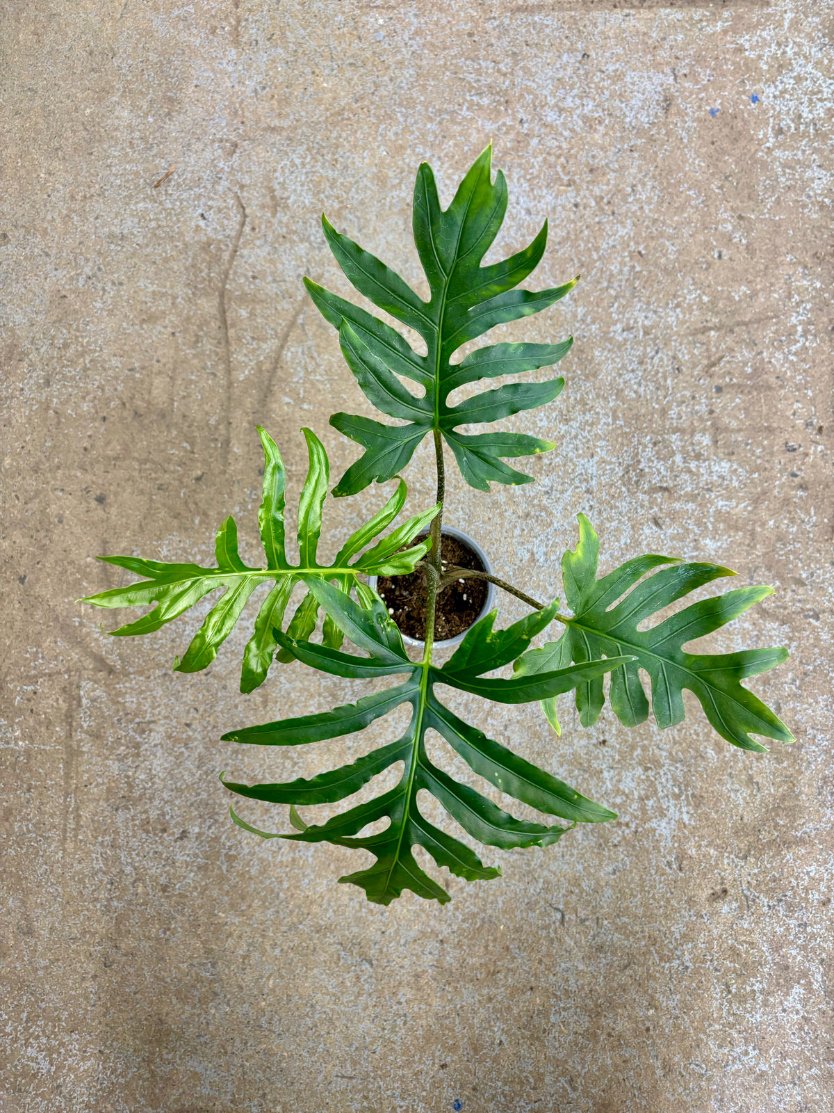 Alocasia Portei