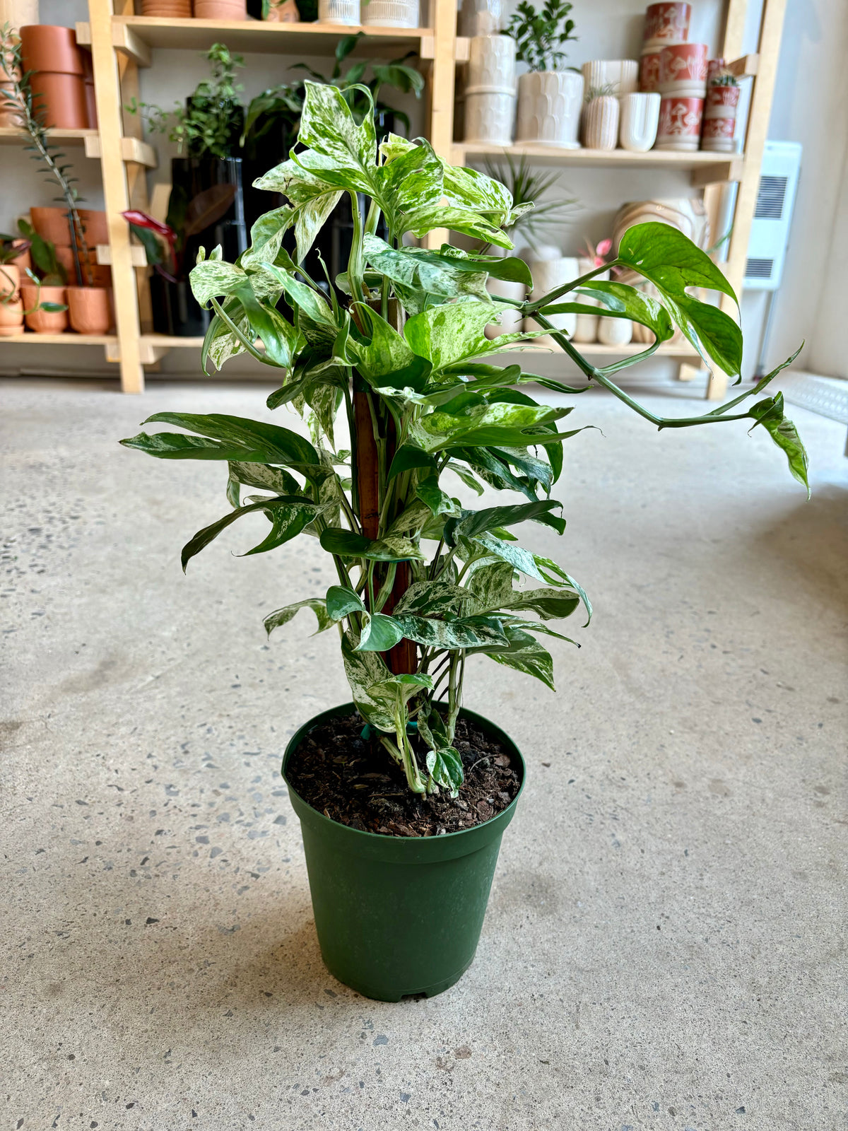 Epipremnum Pinnatum Marble Flame