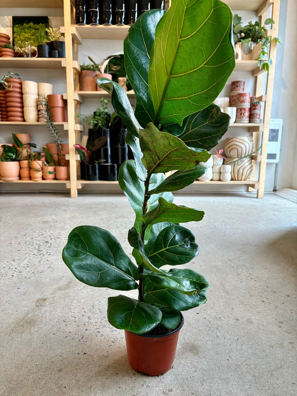 Ficus lyrata « Buisson »