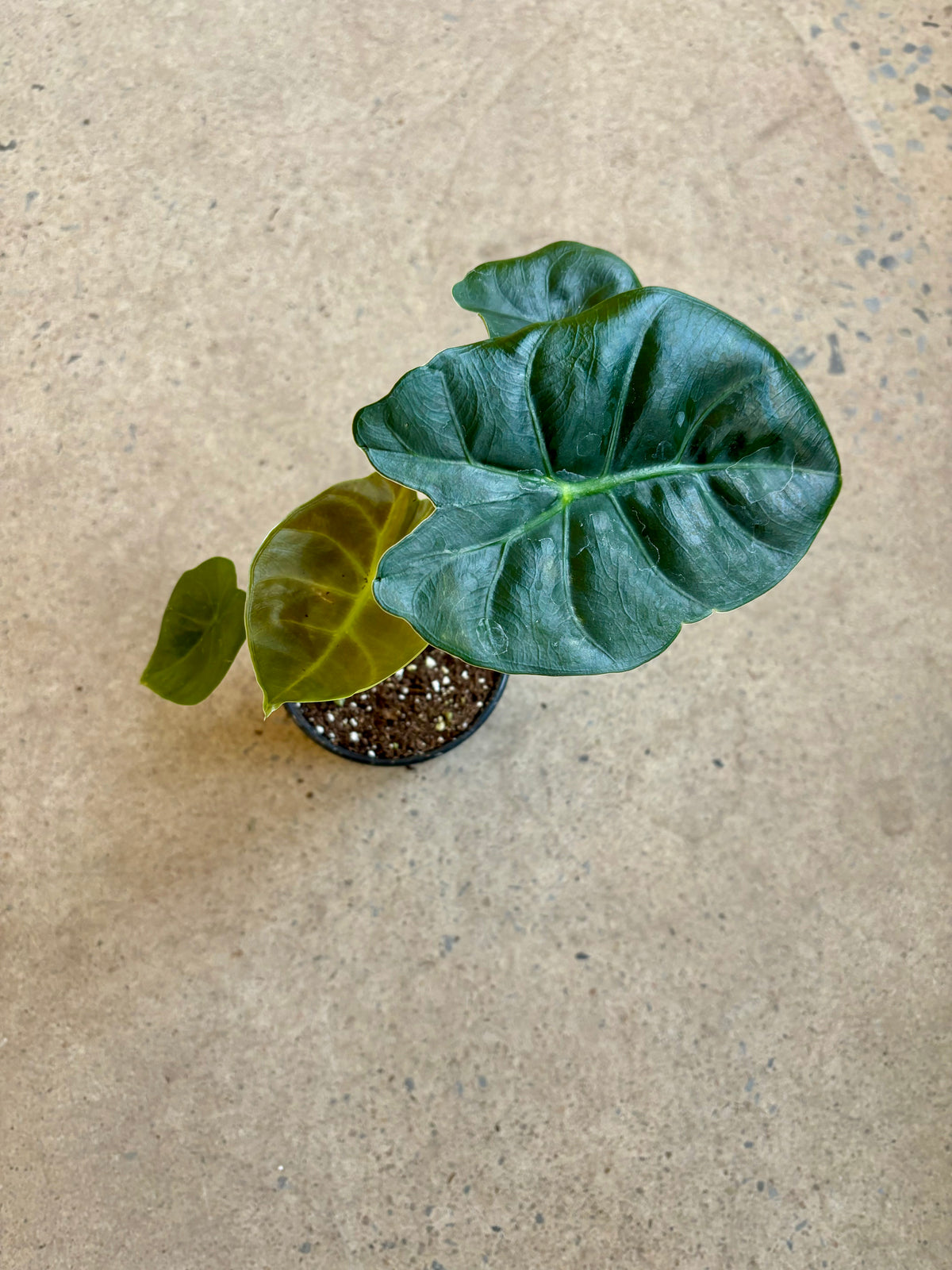 Alocasia Golden Bone