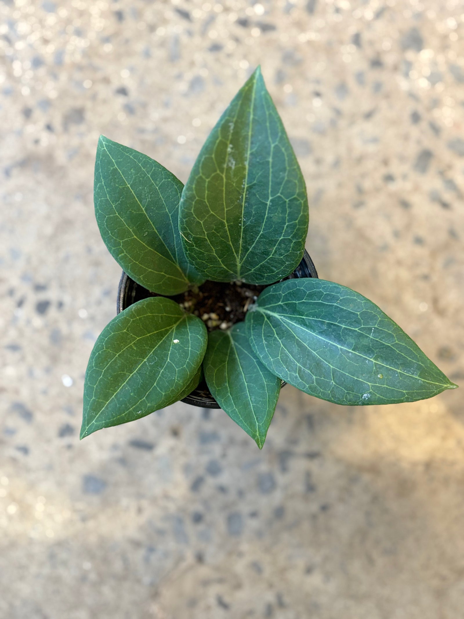 Hoya Pottsii