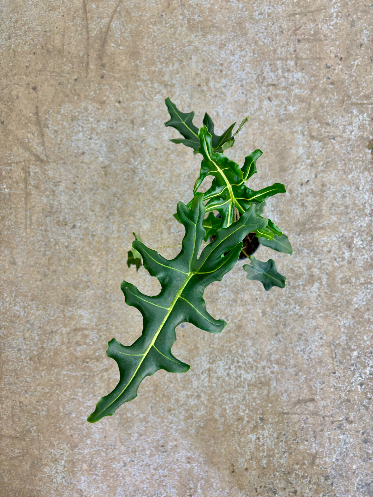 Alocasia Brancifolia