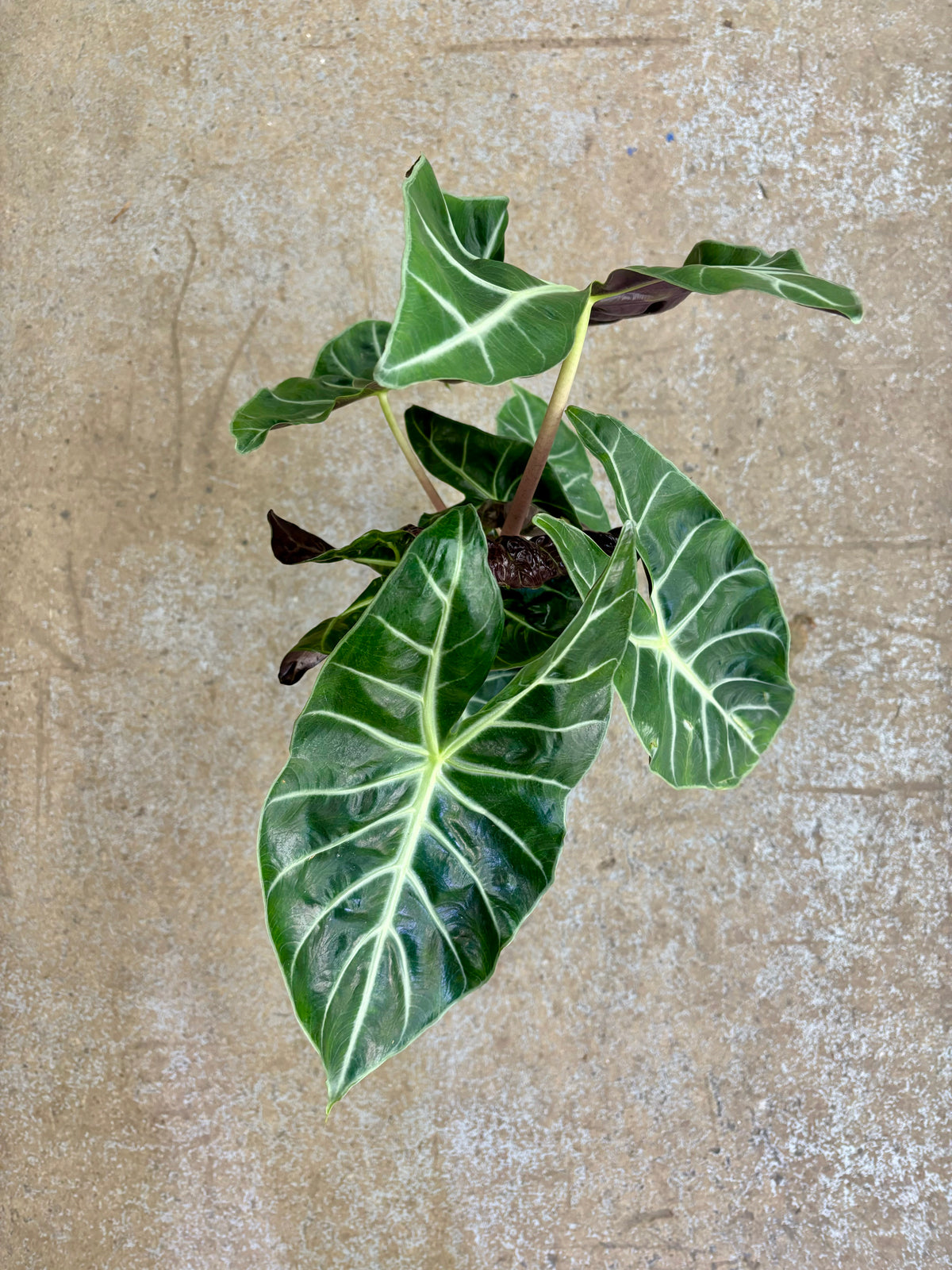 Alocasia « Morocco »