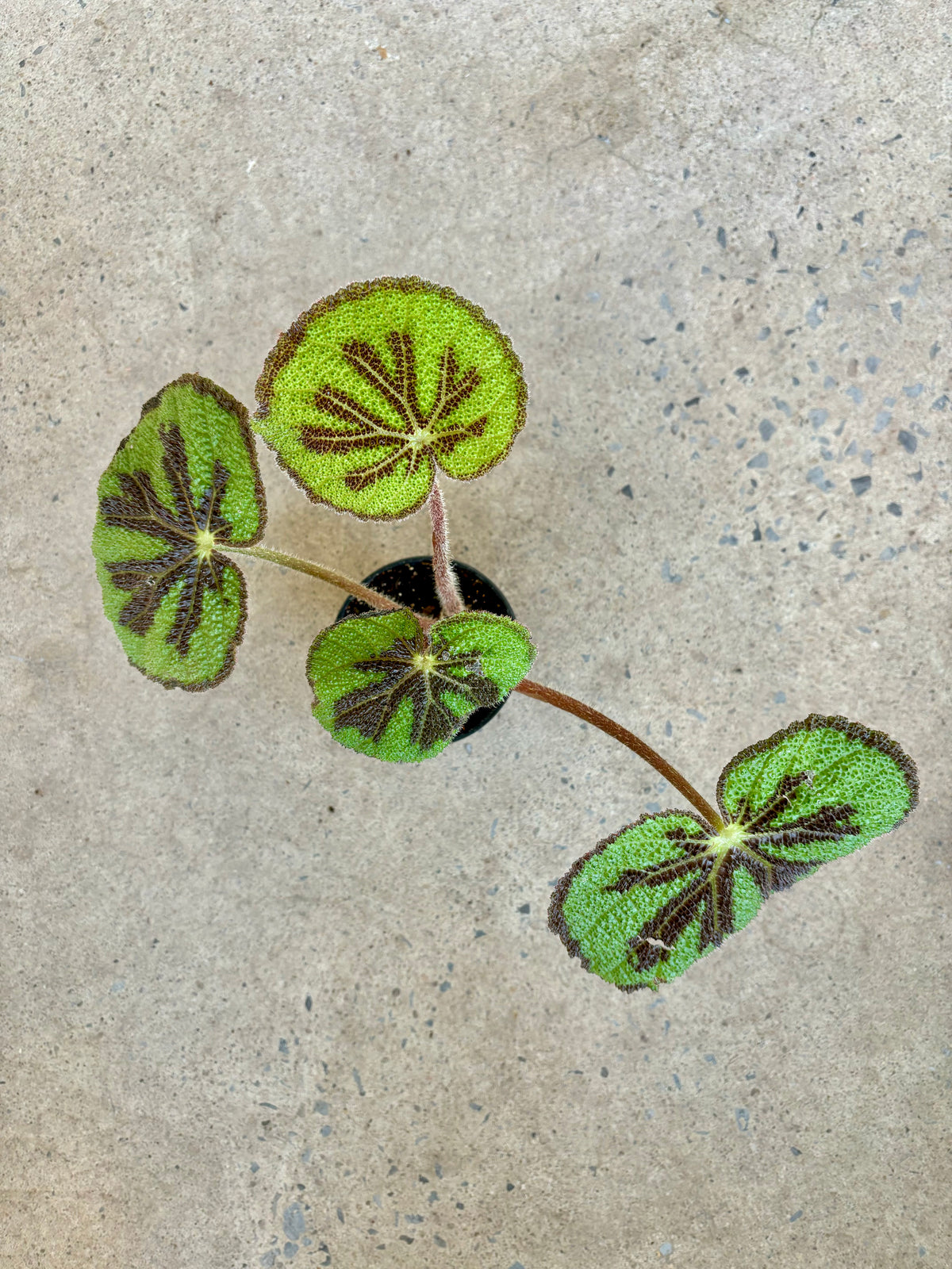 Begonia « Iron cross »