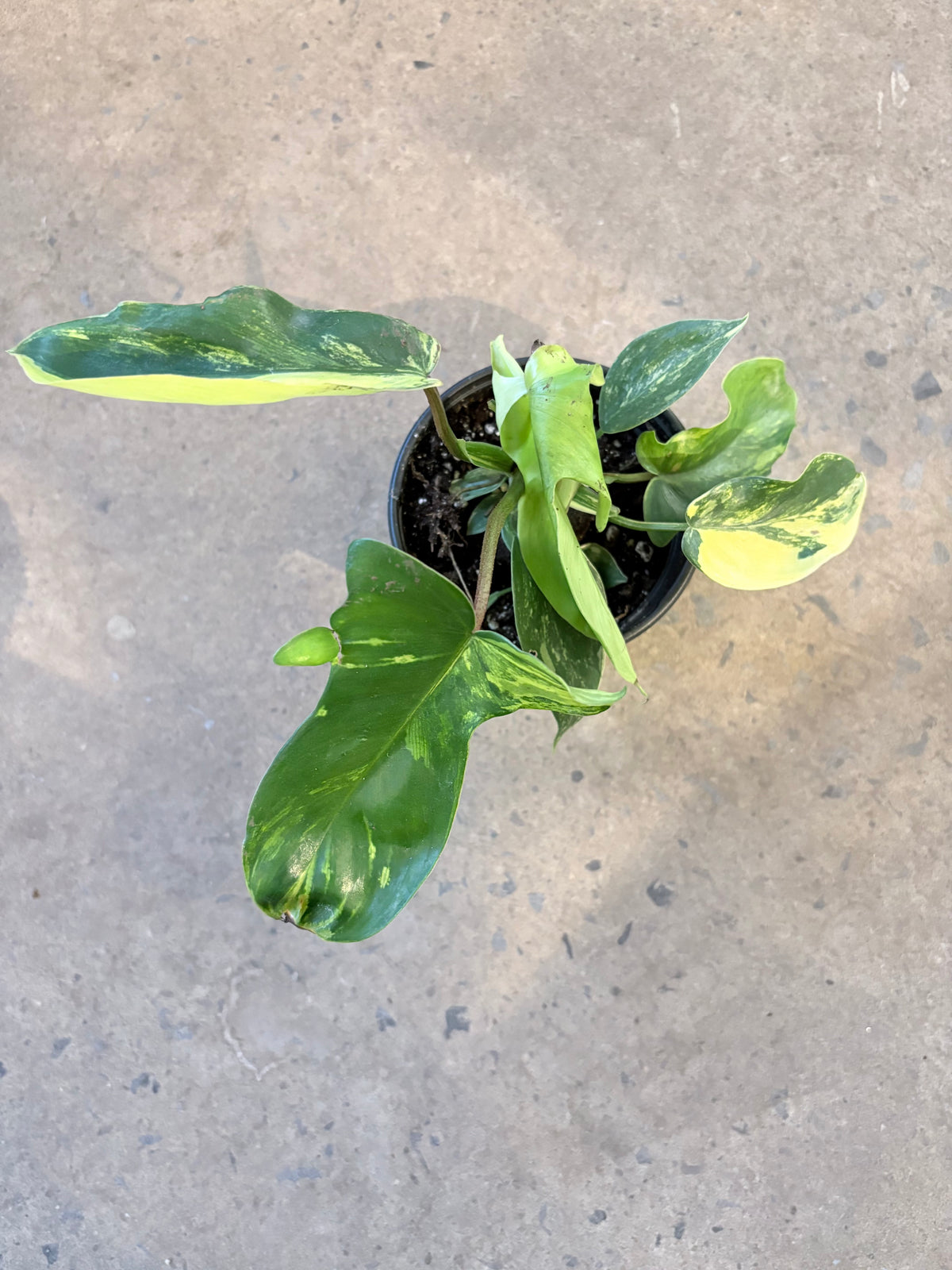 Philodendron Florida Beauty Variegata
