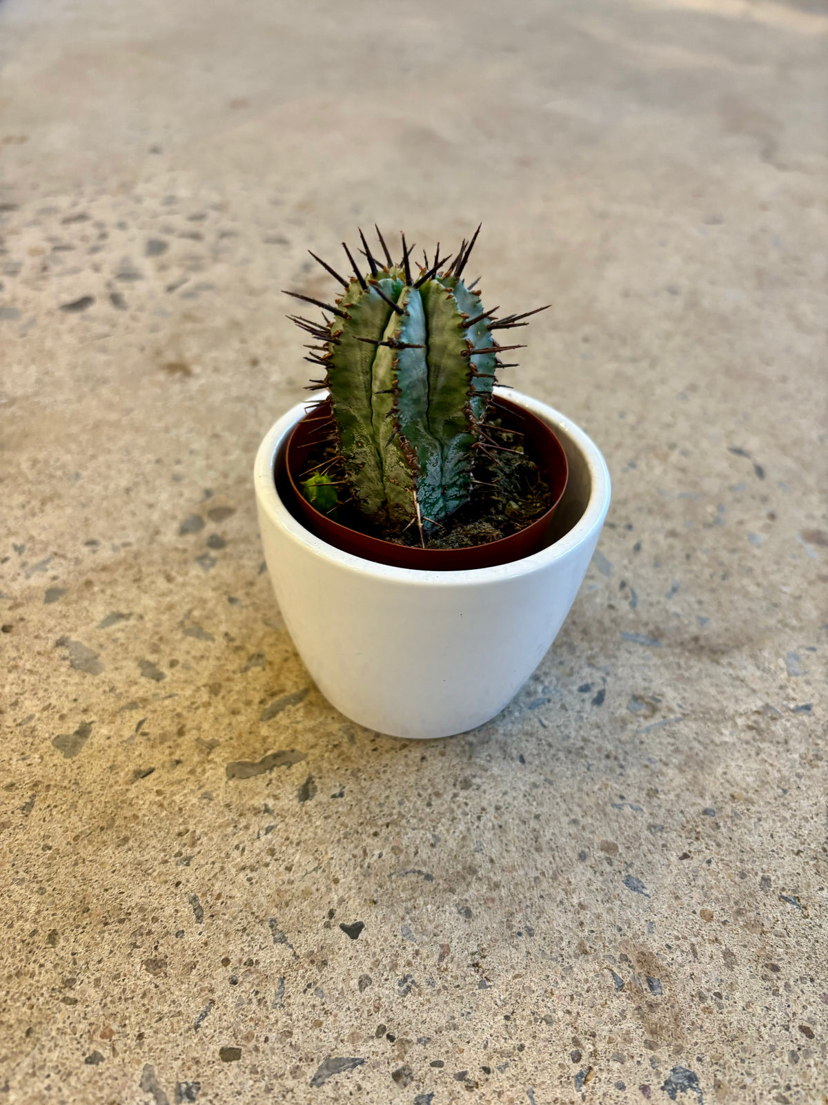Euphorbia Horrida
