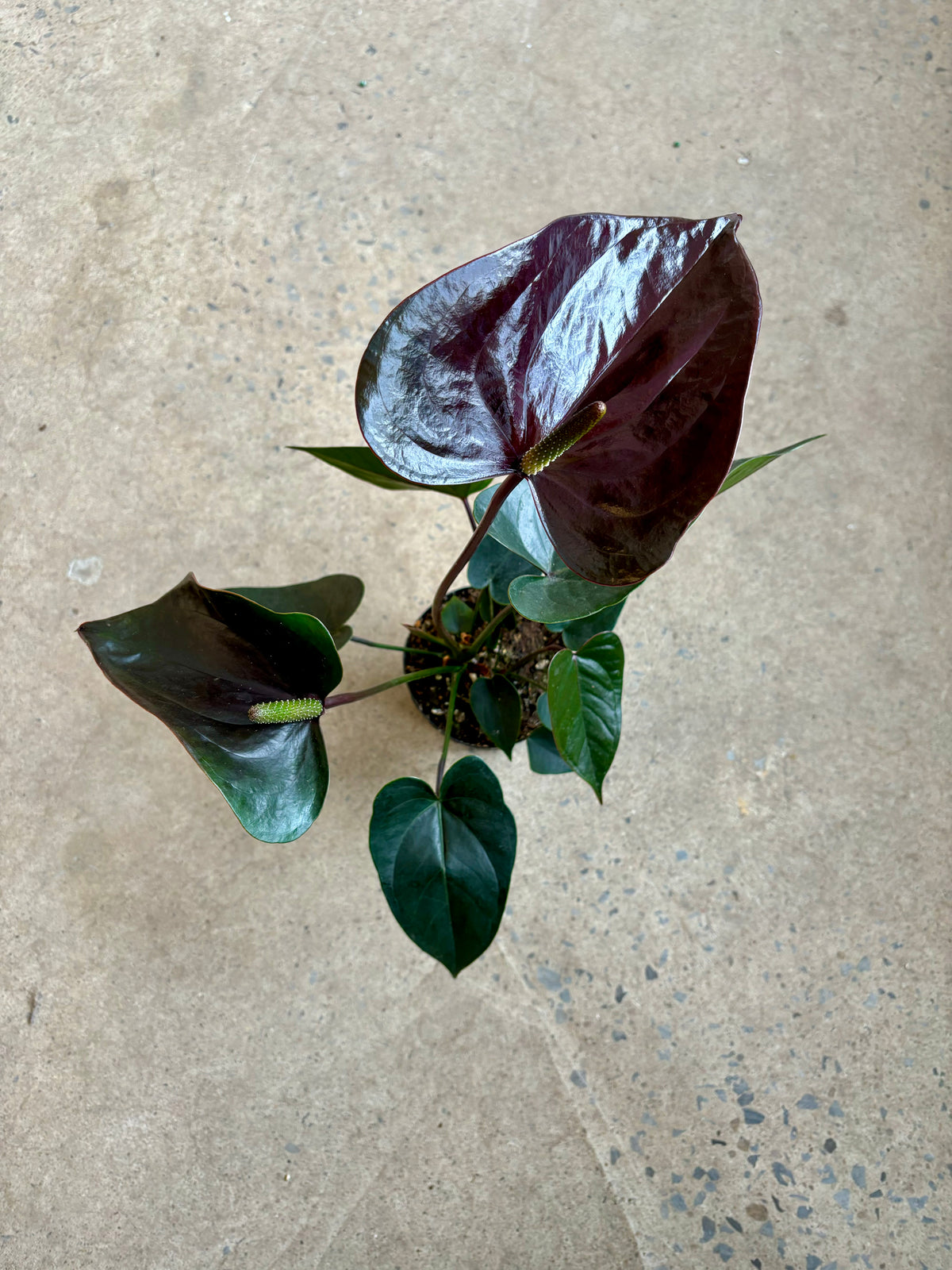 Anthurium Andreanum Noir