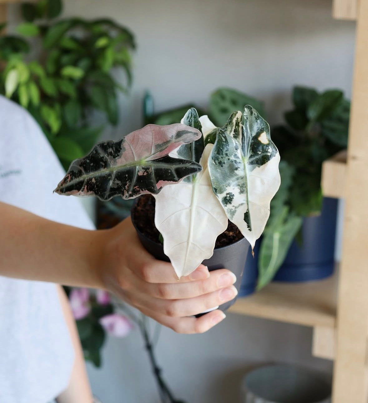 Alocasia Amazonica « Polly » Pink Variegata