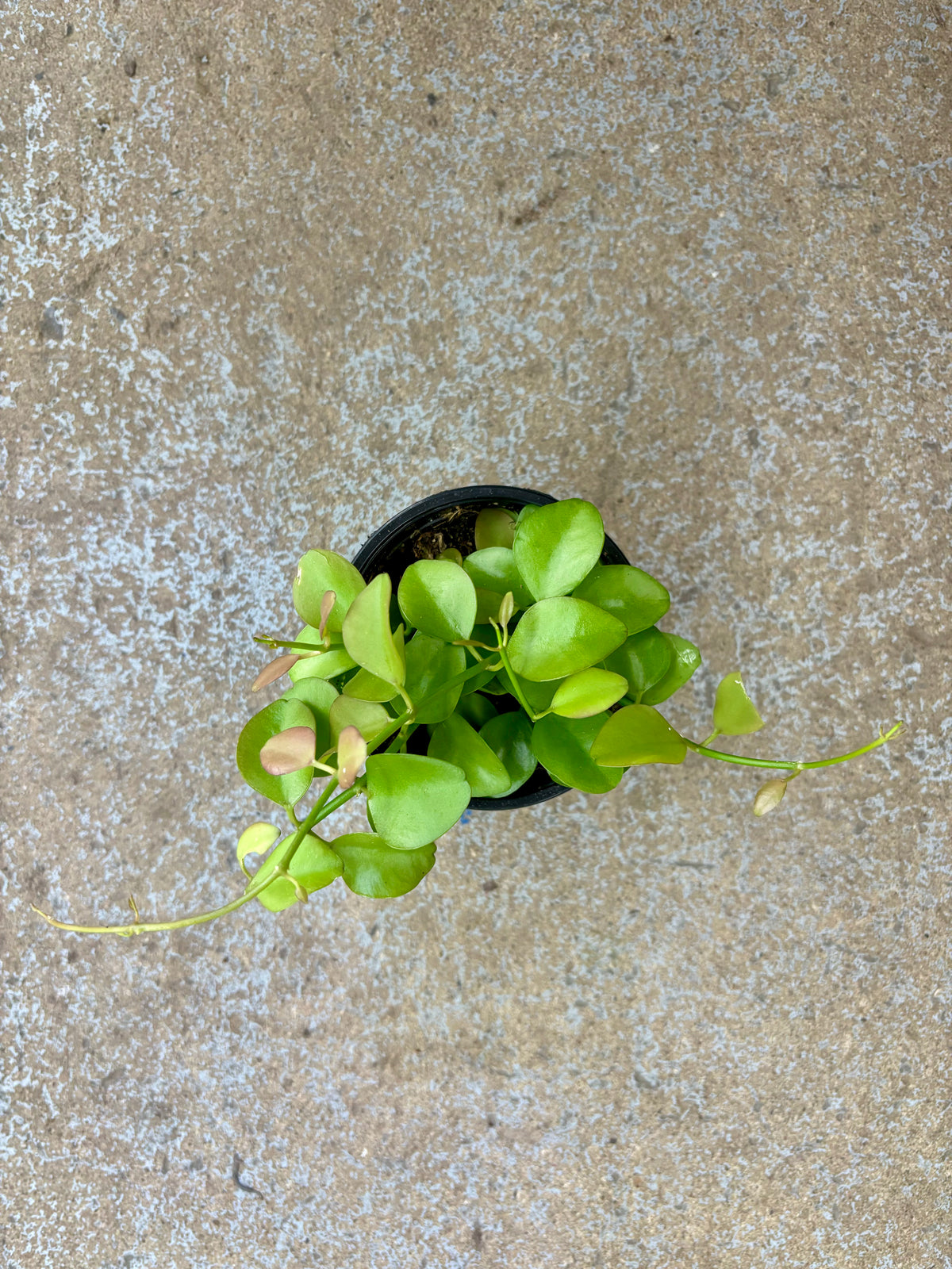 Dischidia Oiantha