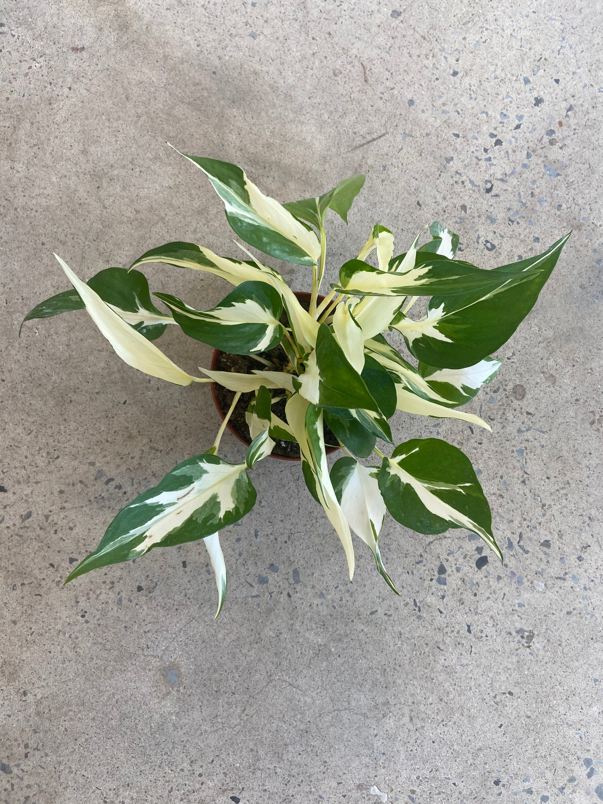 Epipremnum aureum « Manjula » (Mutant)