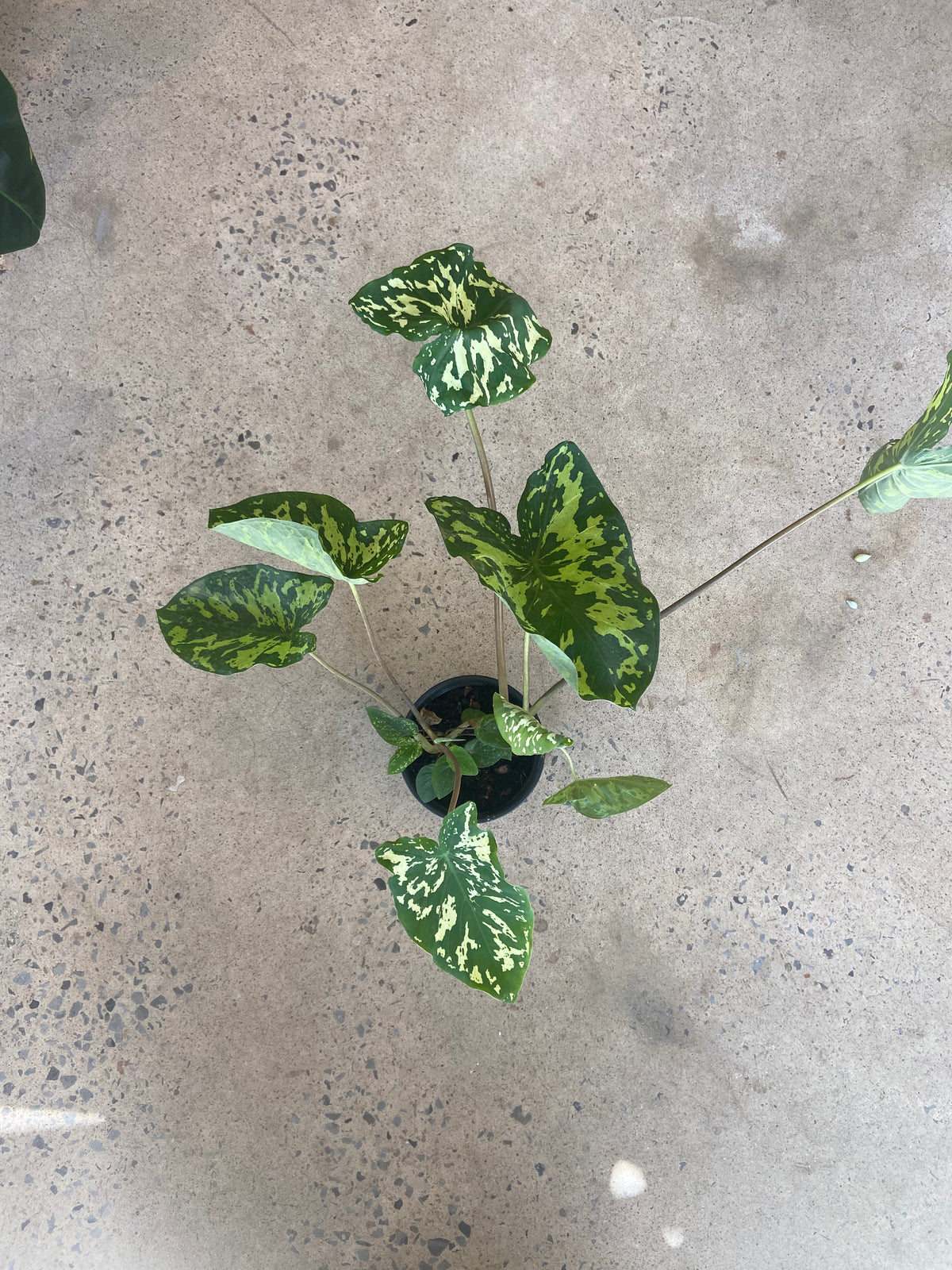 Alocasia Hilo Beauty