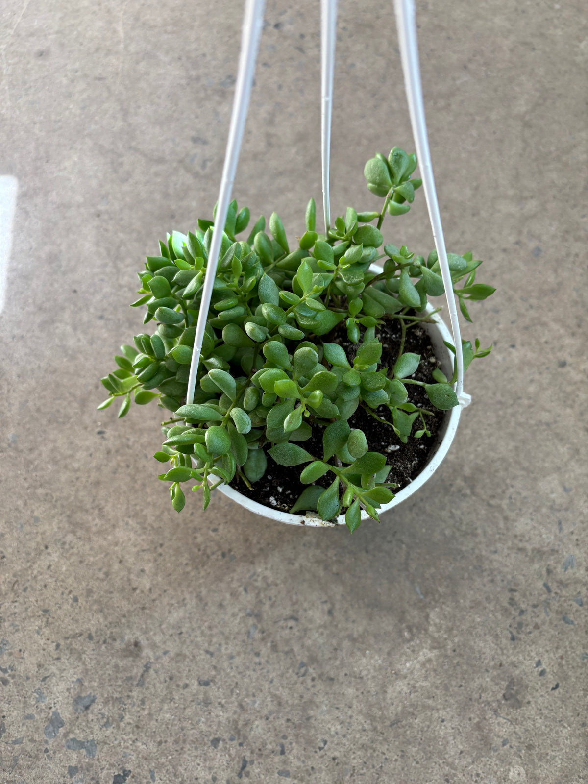 Cotyledon Pendens