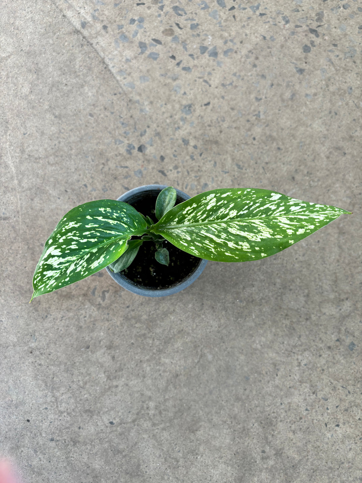 Dieffenbachia Blizzard