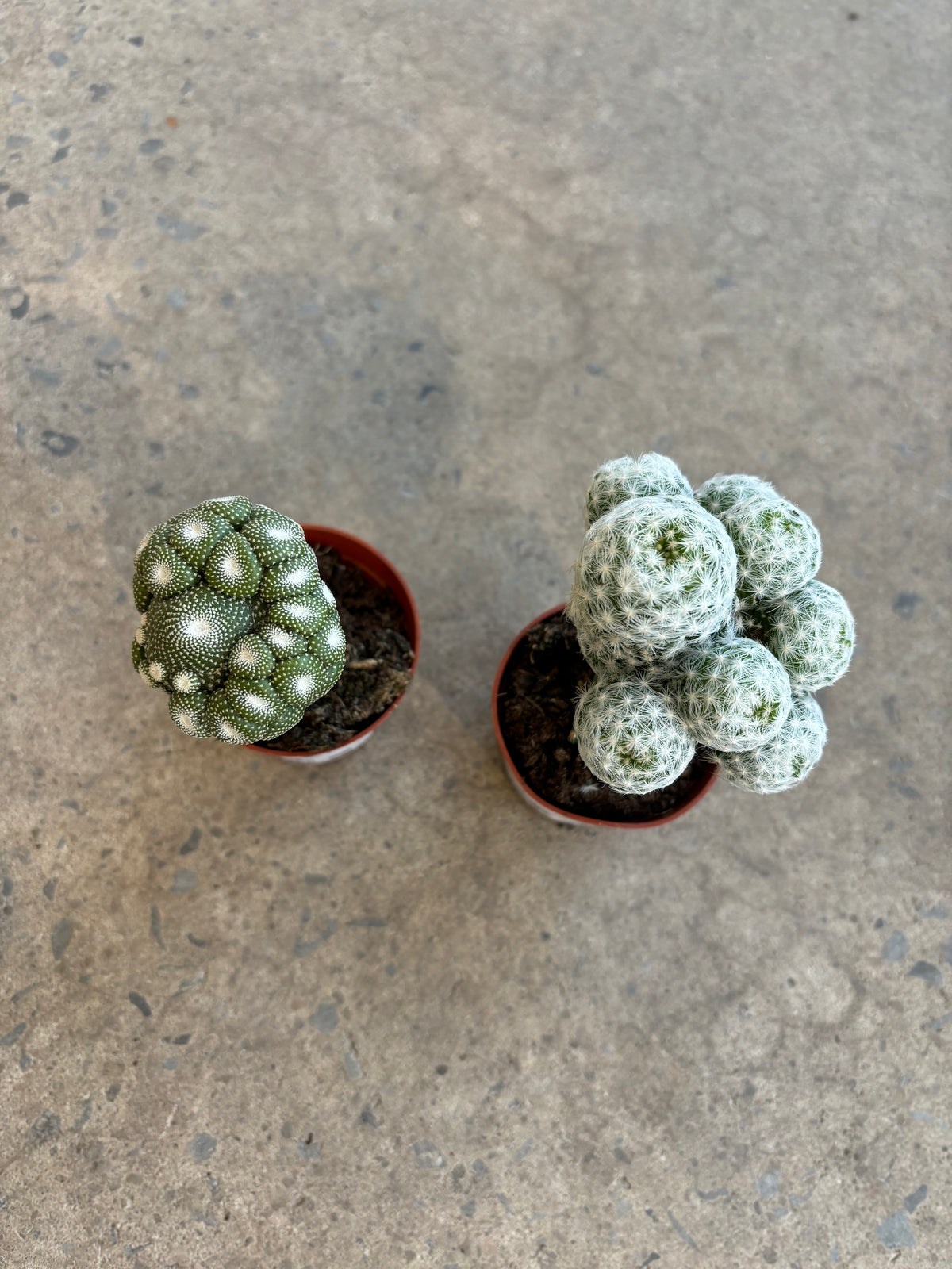 Cactus greffé assortis