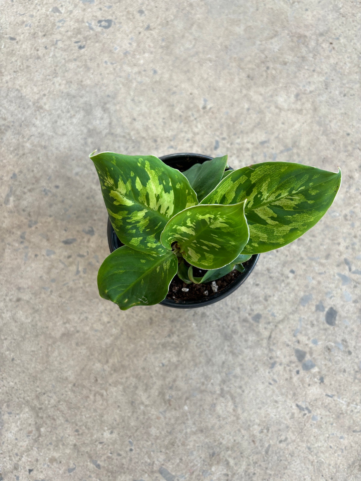 Homalomena Camouflage