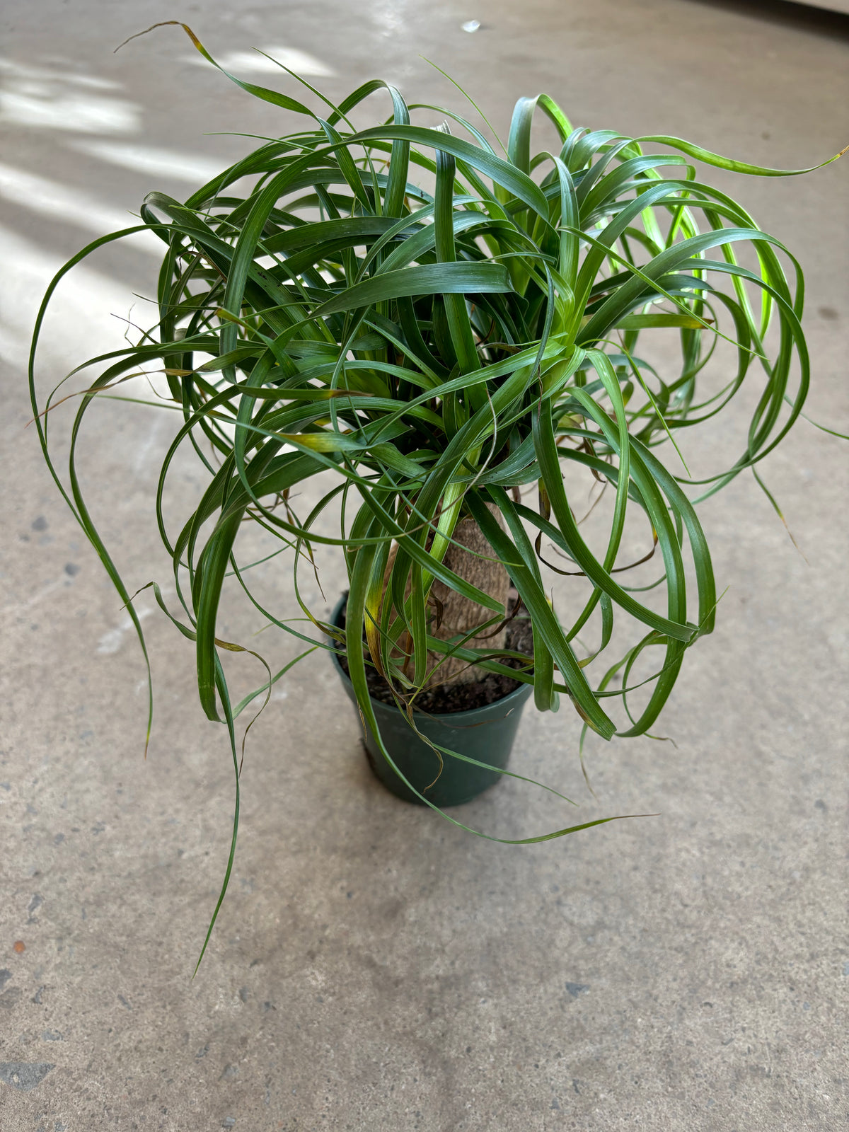 Beaucarnea recurvata