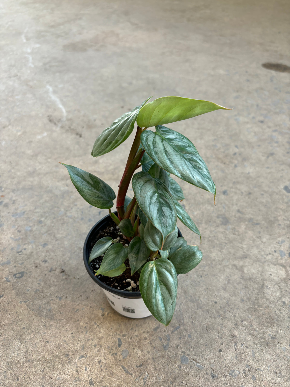 Philodendron Sodiroi