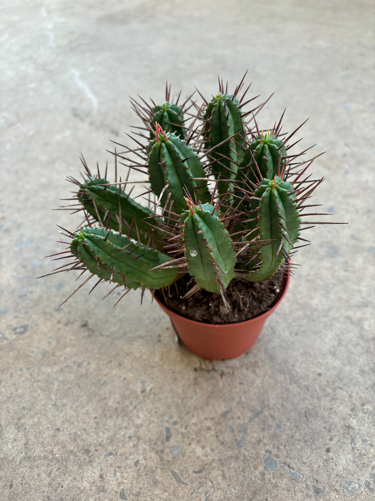 Euphorbia inconstantia