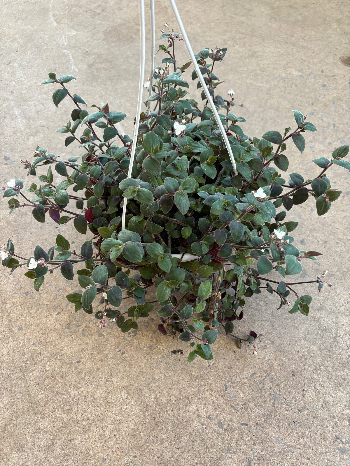 Tradescantia Bunny Bellies