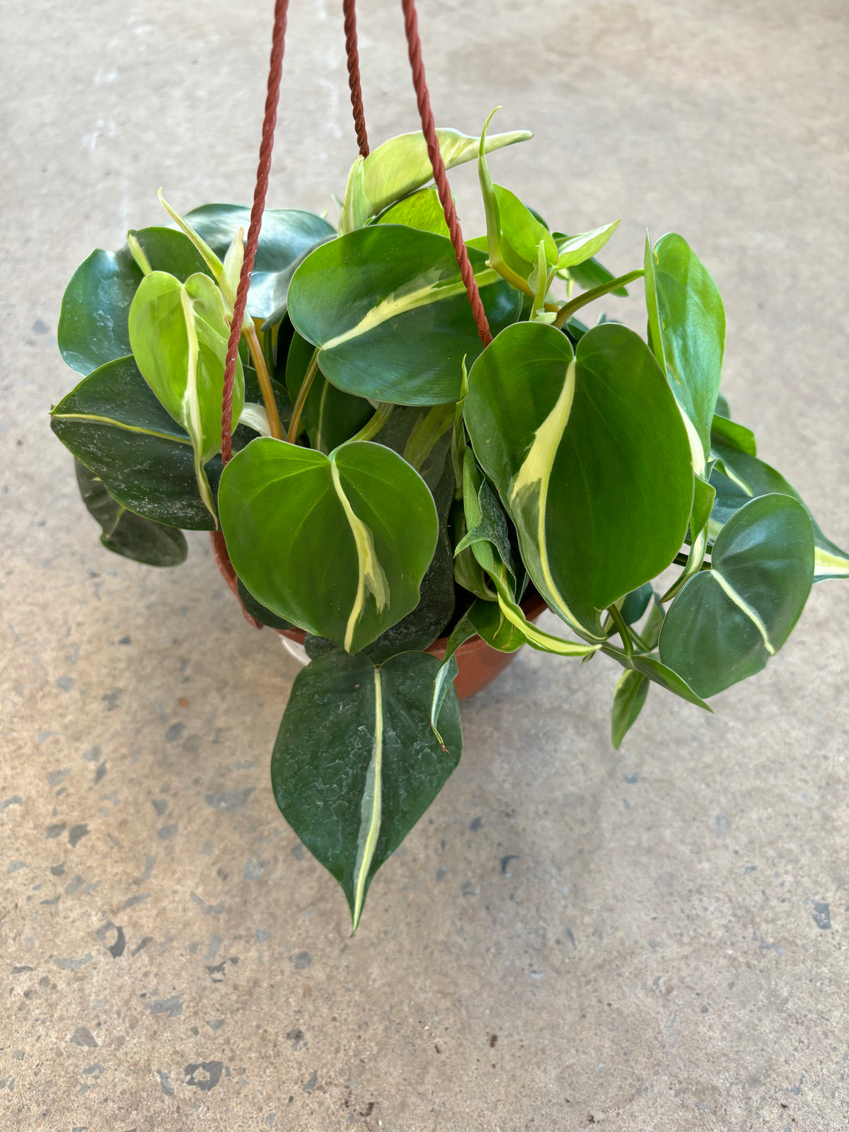 Philodendron Silver Stripe