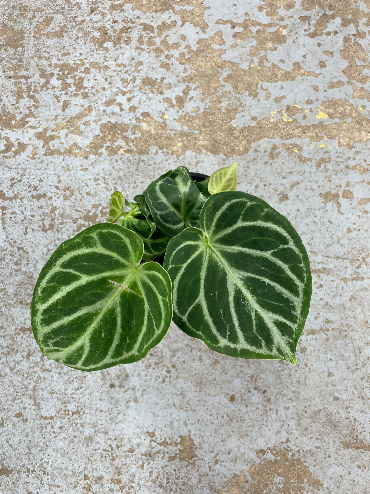 Anthurium Dorayaki