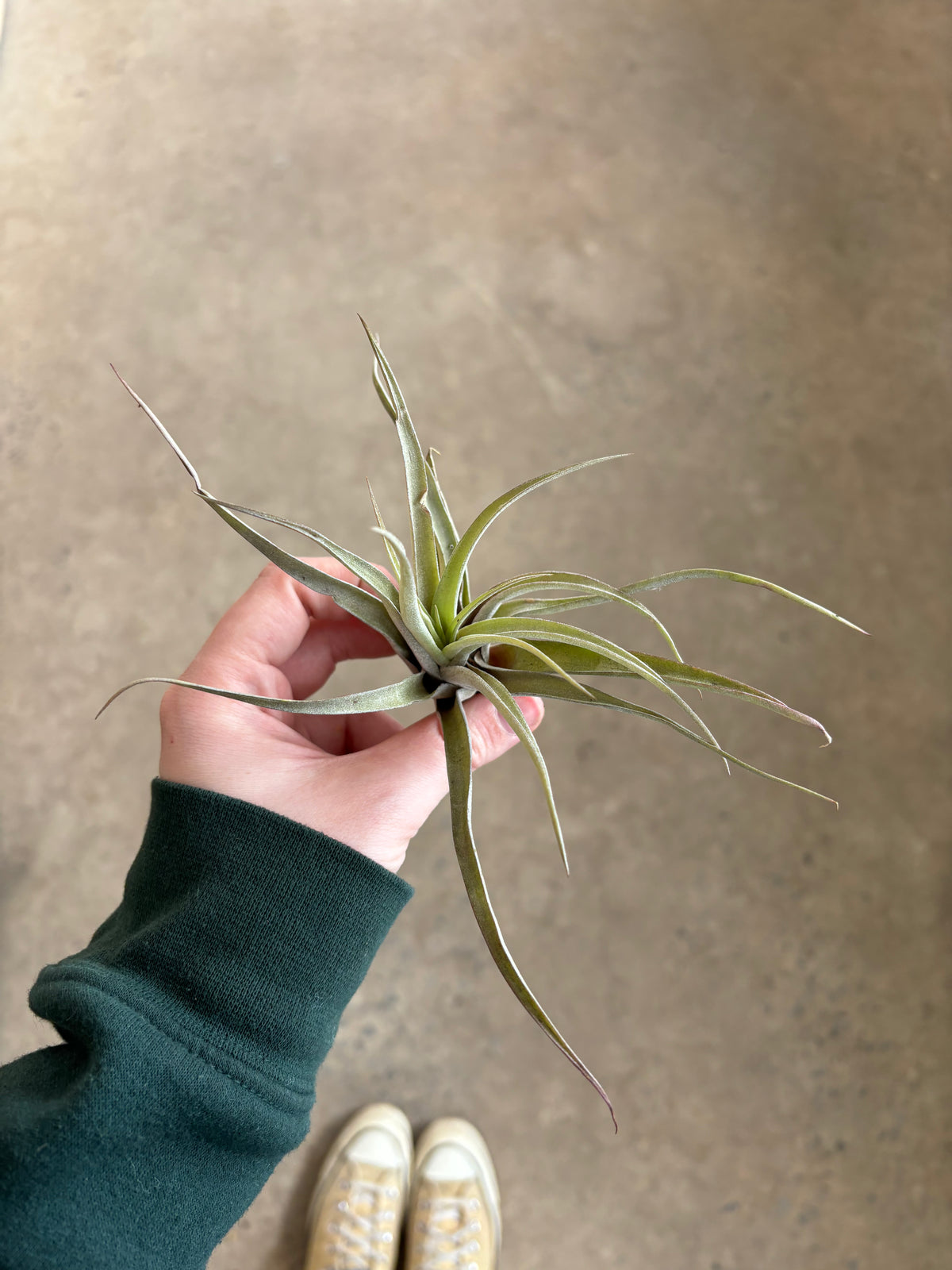 Tillandsia Capitata Peach