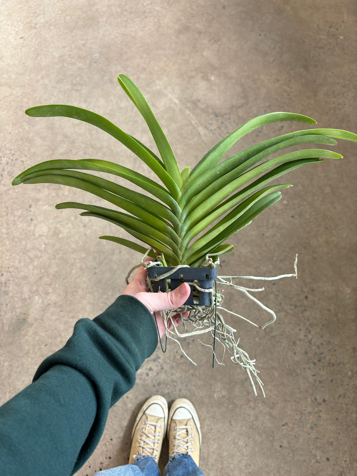 Orchidée Vanda