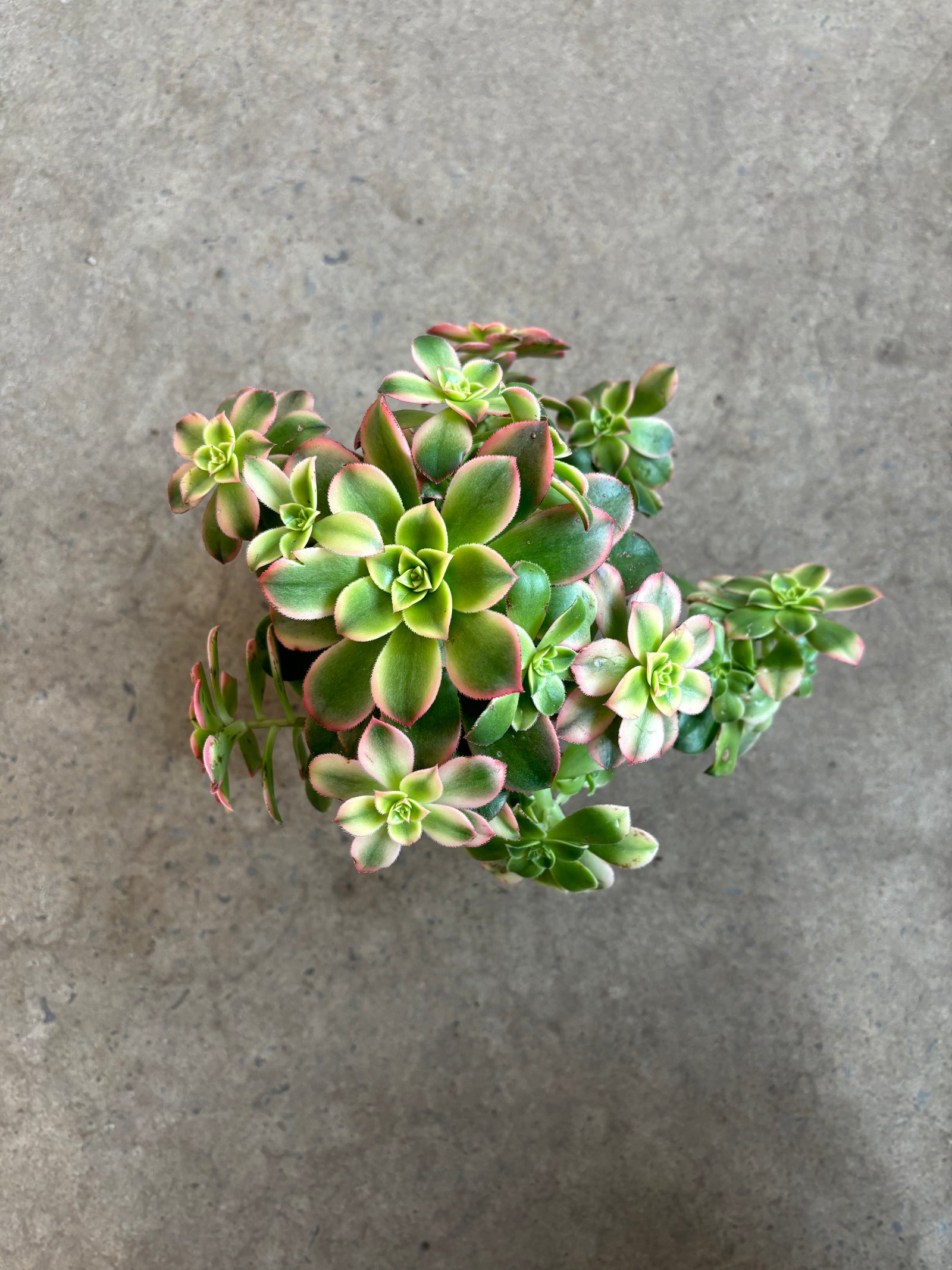 Aeonium Sunburst