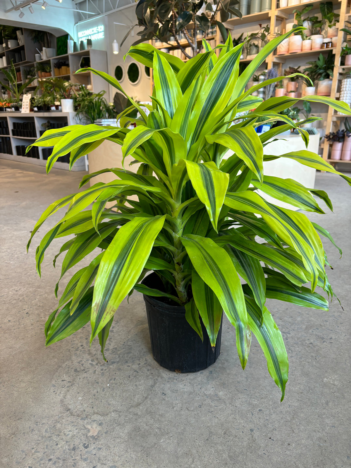 Dracaena Kristi