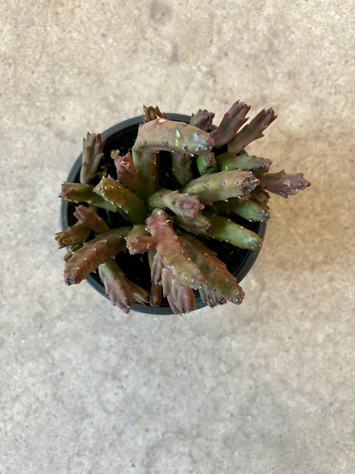 Stapelia Schinzii