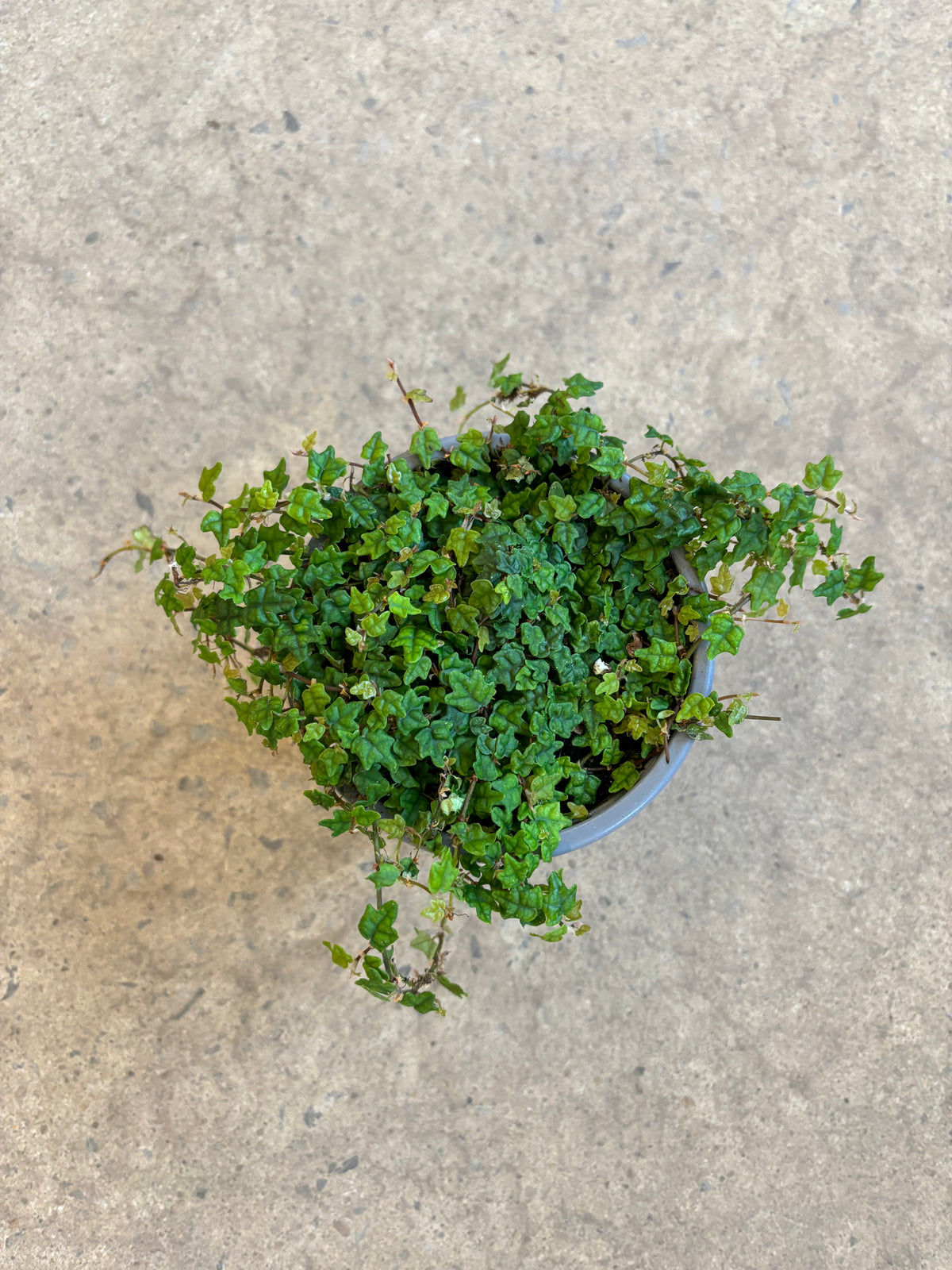 Ficus Pumila