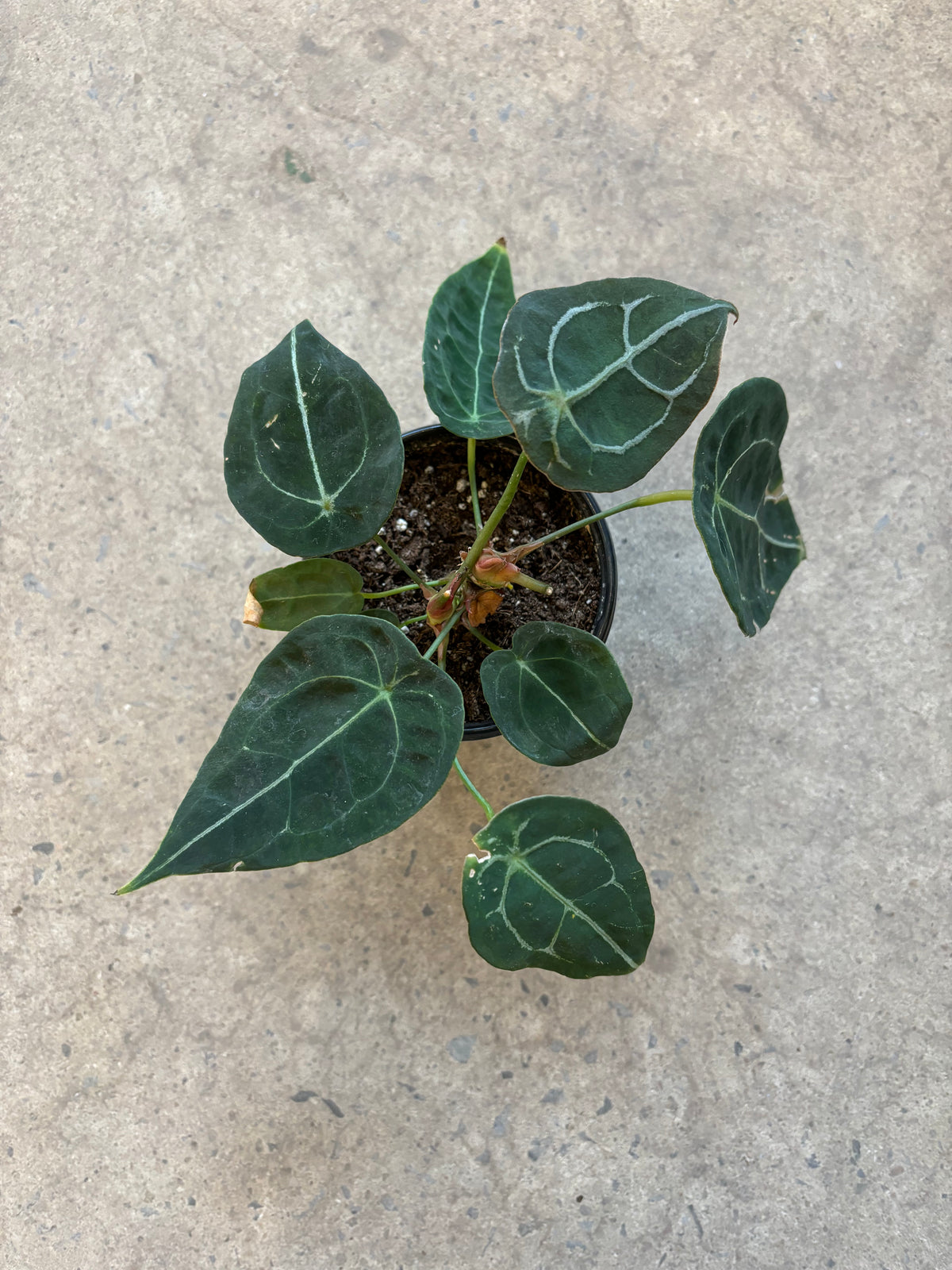 Anthurium Forgetii