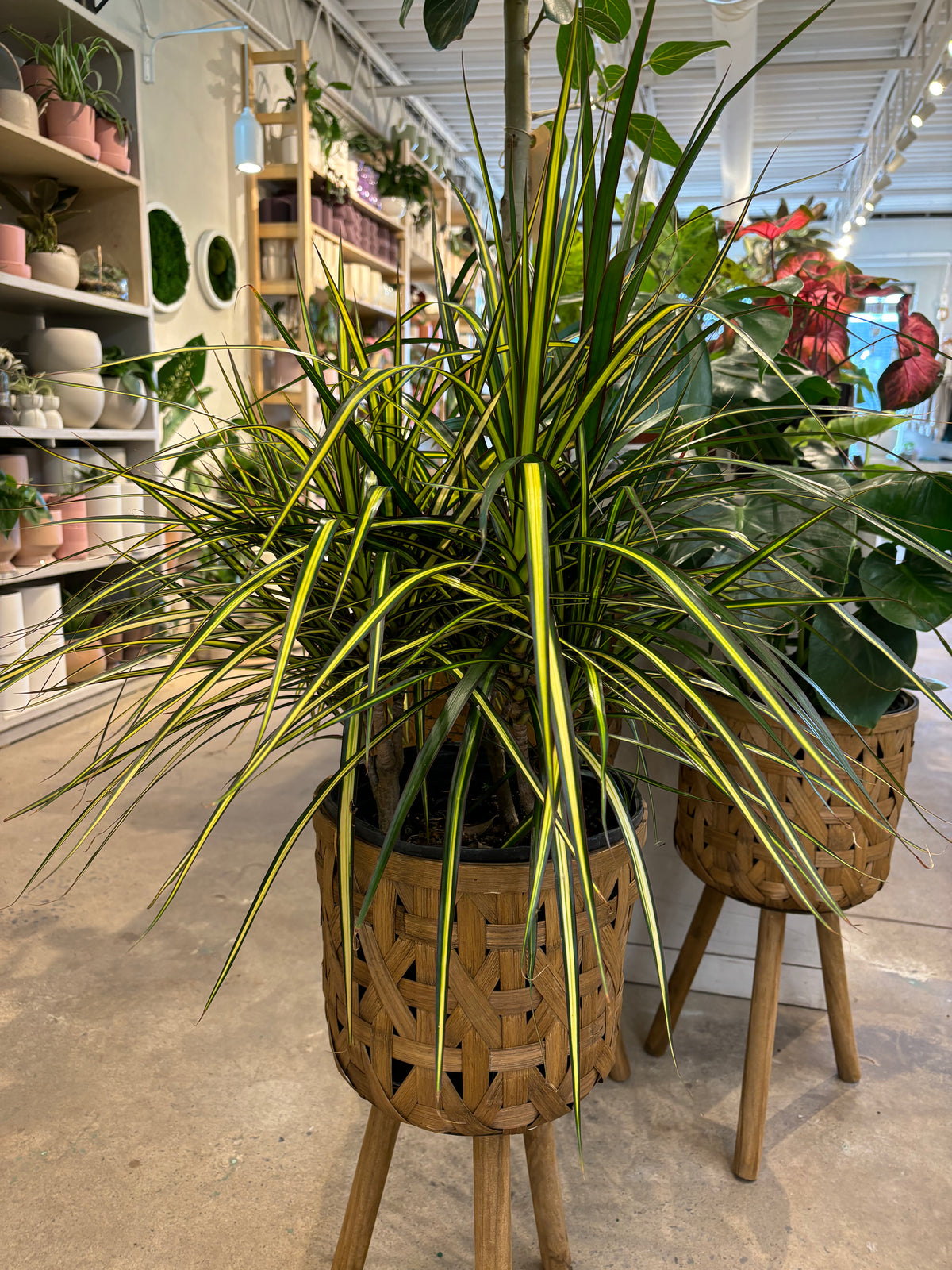 Dracaena Marginata Ray of Sunshine
