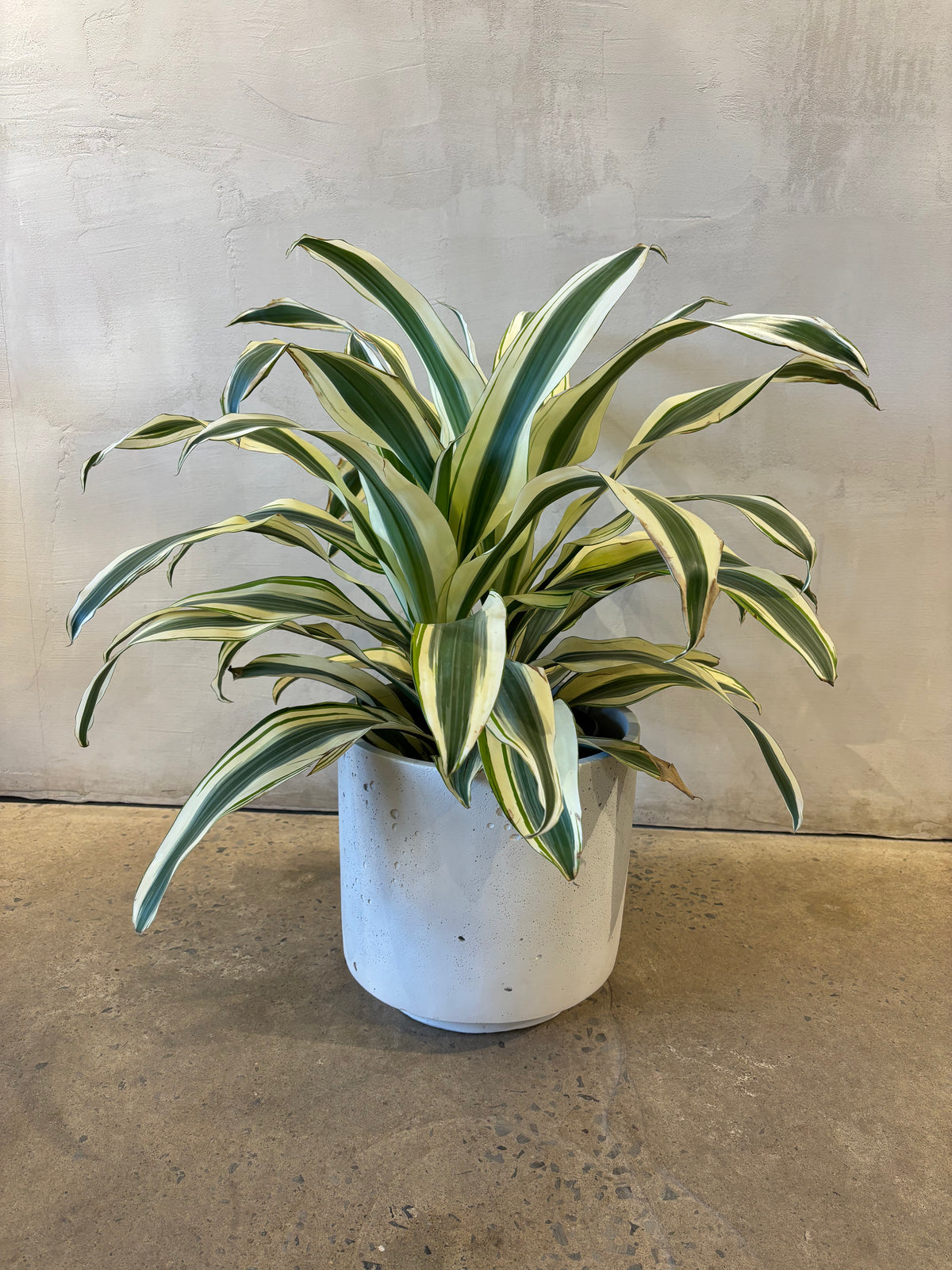Dracaena White Aspen