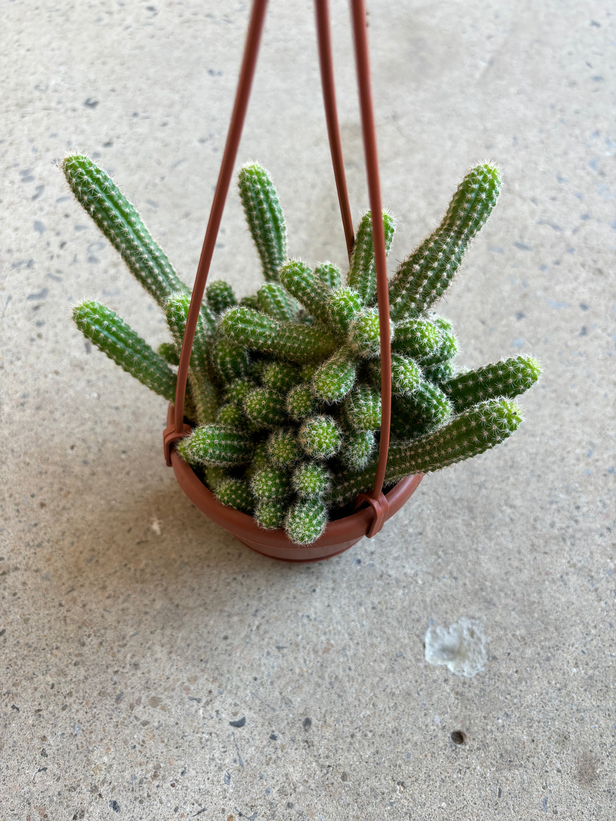 Echinopsis Chamaecereus - Cactus Peanut