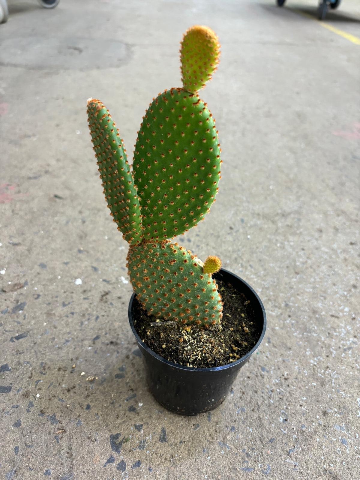 Opuntia Microdasys Rubra