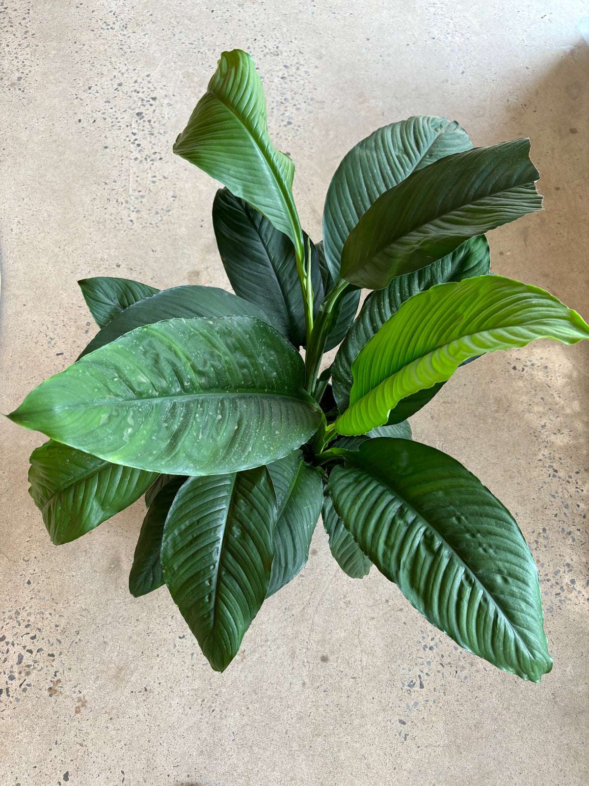 Spathiphyllum Sensation